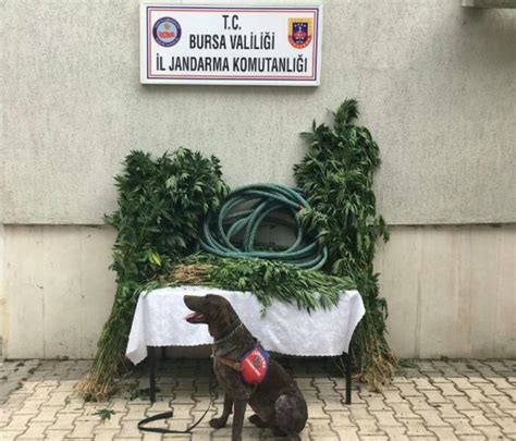 B­u­r­s­a­­d­a­ ­d­r­o­n­e­ ­v­e­ ­k­ö­p­e­k­ ­d­e­s­t­e­k­l­i­ ­o­p­e­r­a­s­y­o­n­